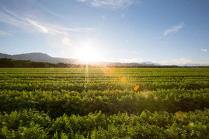 Weather data in real estate - Agricultural land Weather data is crucial in assessing suitability of land for agricultural purposes